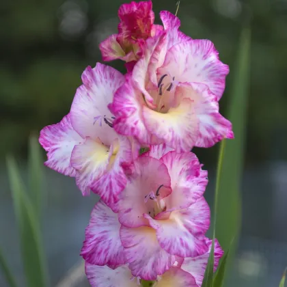 Gladiola My Love - Gladiolus - predaj cibuľovín - 3 ks