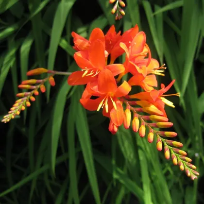 Montbrécia Masonorum - Crocosmia - predaj cibuľovín - 4 ks