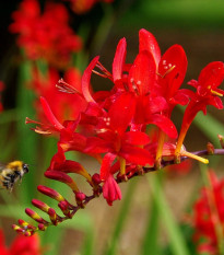 Montbrécia Červený kráľ - Crocosmia - predaj cibuľovín - 4 ks