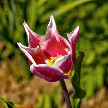 Tulipán Claudia - Tulipa - predaj cibuľovín - 3 ks