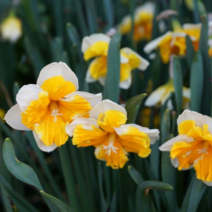 Narcis Orangery - Narcissus L. - predaj cibuľovín - 3 ks