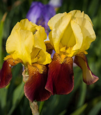 Kosatec nemecký Accent - Iris germanica - predaj hľúz - 1 ks