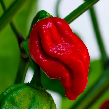 Chilli Naga Viper - Capsicum chinense - predaj semien - 6 ks