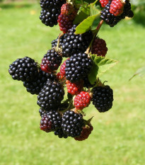 Ostružina beztŕňová čierna - černica - Rubus - voľnokorenné sadeničky černíc - 1 ks