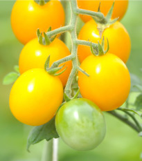 Paradajka zlatá Golden Currant - Solanum lycopersicum - Semená rajčiaka - 5 ks