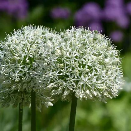 Cesnak Mount Everest - Allium - predaj cibuľovín - 1 ks