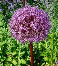 Cesnak obrovský Giganteum - Allium Giganteum - predaj cibuľovín - 1 ks