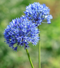 Cesnak azúrový - Allium caeruleum - predaj cibuľovín - 3 ks