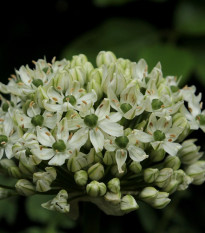 Cesnak okrasný čierny - Allium nigrum - predaj cibuľovín - 2 ks