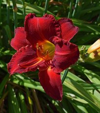 Ľaliovka Red Magic - Hemerocallis - predaj cibuľovín - 1 ks