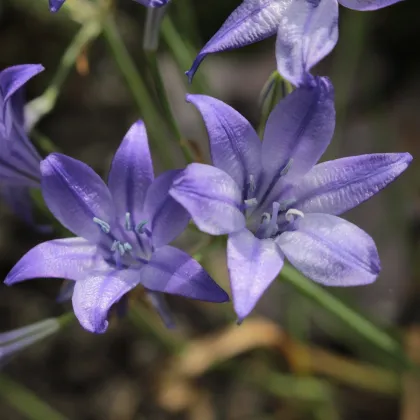 Brodia Queen Fabiola - Brodiaea laxa - predaj cibuľovín - 3 ks