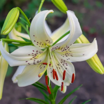 Ľalia White Tiger - Lilium - predaj cibuľovín - 1 ks