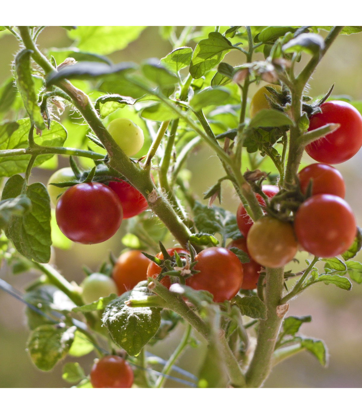 Paradajka Obrie hrozno - Reisentraube - Solanum lycopersicum - Semená rajčiaka - 7 ks