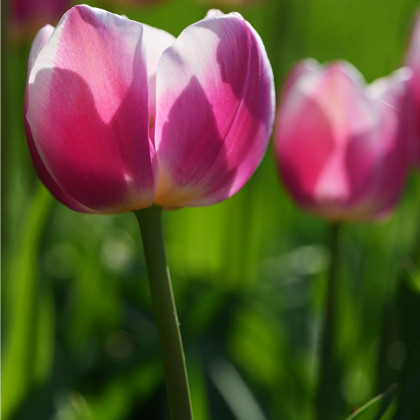 Tulipán Ollioules - Tulipa - predaj cibuľovín - 3 ks