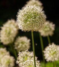 Cesnak Mont Blanc - Allium - predaj cibuľovín - 1 ks