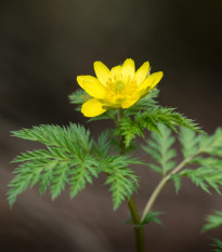 Tavolín - Eranthis cilicica - predaj cibuľovín - 3 ks