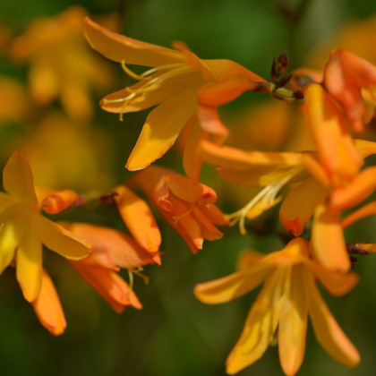 Montbrécia George Davidson žltá - Crocosmia  - predaj cibuľovín - 4 ks