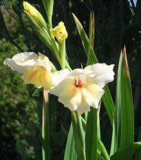 Gladiola Nanus Halley - Gladiolus - predaj cibuľovín - 3 ks