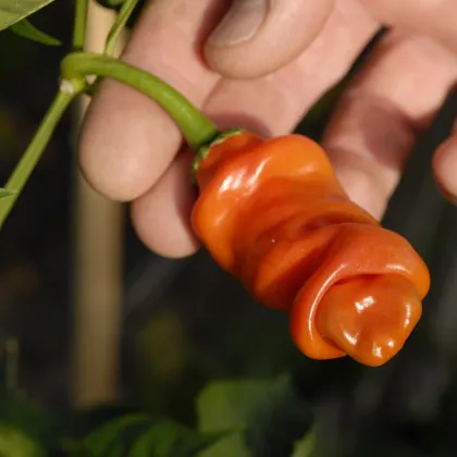 Chilli Peter oranžové - Capsicum chinense - predaj semien - 5 ks