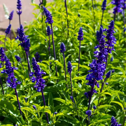 Šalvia transylvánska Blue Spires - Salvia transsylvanica - predaj semien - 12 ks