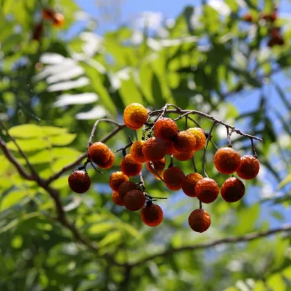 Mydlovnička pravá - Sapindus saponaria - semiačka - 3 ks