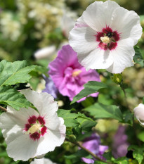 Ibištek sýrsky Rose of Sharon - Hibiscus syriacus - predaj semien ibišteka - 12 ks