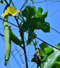 Lufa valcovitá - Luffa cylindrica - semiačka - 8 ks