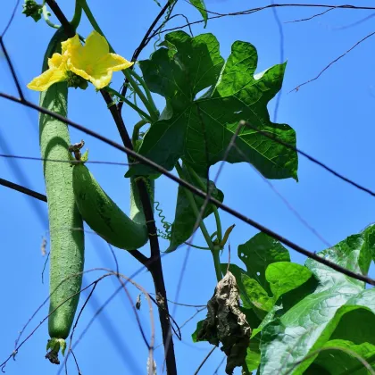 Lufa valcovitá - Luffa cylindrica - semiačka - 8 ks