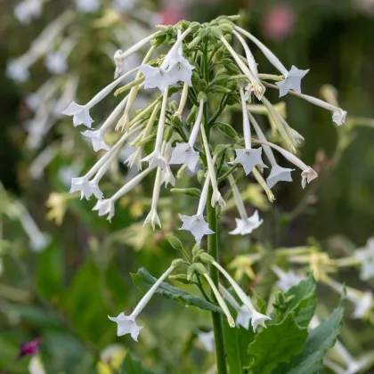 Tabak planý - Nicotiana sylvestris - predaj semienok - 200 ks