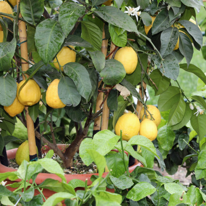 Semená citrónovníka - Citrónovník pravý - Citrus limon - predaj semien - 5 ks