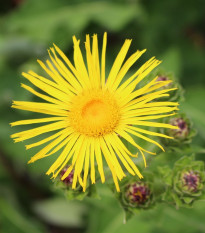 Oman pravý – Inula helenium – predaj semien omanu - 20 ks