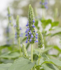 Chia - Salvia hispanica - semiačka - 10 ks