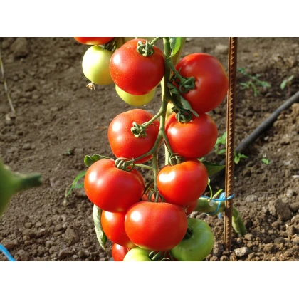 Paradajka kolíková F1 Dafne - Solanum lycopersicum - Semená rajčiaka - 12 ks