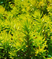 Rozchodník skalný - Sedum reflexum - predaj semien - 70 ks