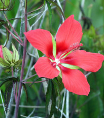 Ibištek šarlátový - Hibiscus cannabinus - predaj semien - 5 ks