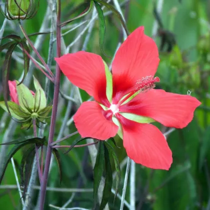 Ibištek šarlátový - Hibiscus cannabinus - predaj semien - 5 ks