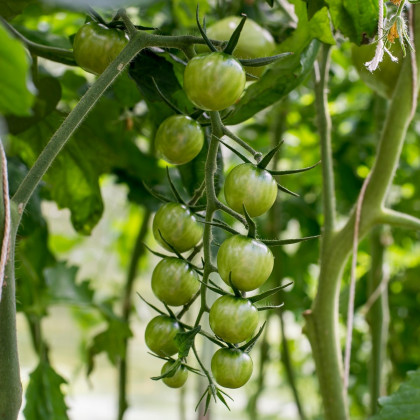 Paradajka Limetto F1 - Cherry paradajka - Solanum lycopersicum - Predaj semien rajčiaka - 5 ks