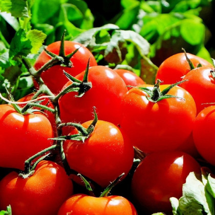 Bio paradajka Matina - Solanum lycopersicum - predaj bio semien - 15 ks