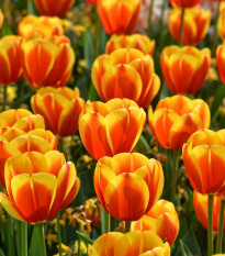 Tulipán Washington - Tulipa - predaj cibuľovín - 3 ks