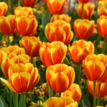 Tulipán Washington - Tulipa - predaj cibuľovín - 3 ks