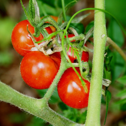 Paradajka kolíková Matina - Solanum lycopersicum - Semená rajčiaka - 20 ks