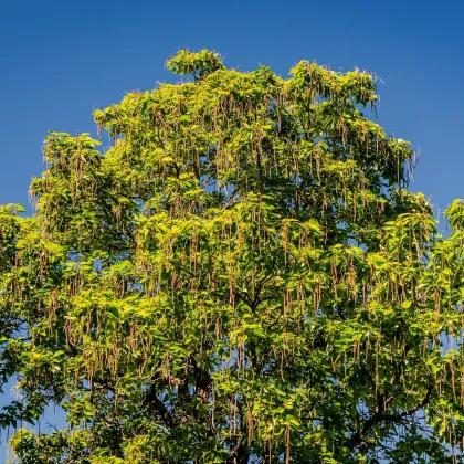 Katalpa severná - Catalpa speciosa - predaj semien - 8 ks