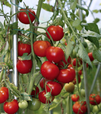 Paradajka Cerise koktejlová - Solanum lycopersicum - Semená rajčiaka - 10 ks