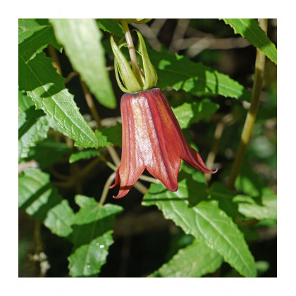 Kanarína kanárska - Kanársky zvonček - Canarina canariensis - predaj semien kanaríny - 6 ks
