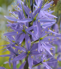 Ladoník modrý - Camassia - predaj cibuľovín - 2 ks