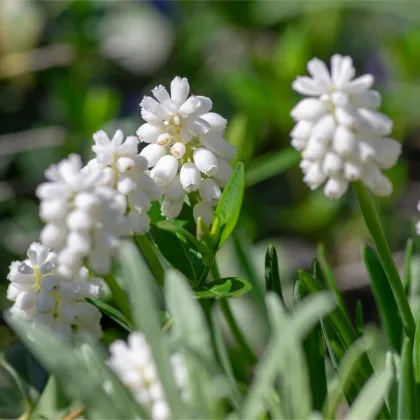 Modrica biela - Muscari aucheri - predaj cibuľovín - 4 ks