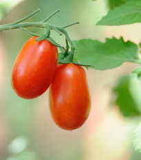 Paradajka kolíková Ravello F1 - Solanum lycopersicum - Semená rajčiaka - 4 ks