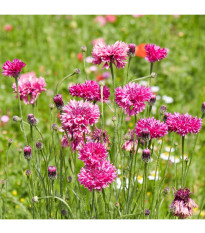 BIO Nevädza červená - Centaurea cyanus - predaj bio semien - 50 ks