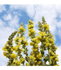 Bio Divozel veľkokvetý - Verbascum densiflorum - predaj bio semien - 300 ks