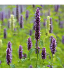 BIO Agastache feniklová - Agastache foeniculum - predaj bio semien - 100 ks